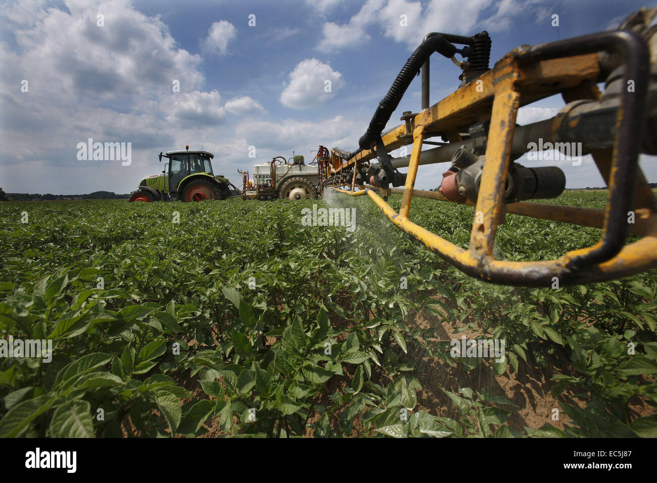 spraying crop patato for protection Stock Photo