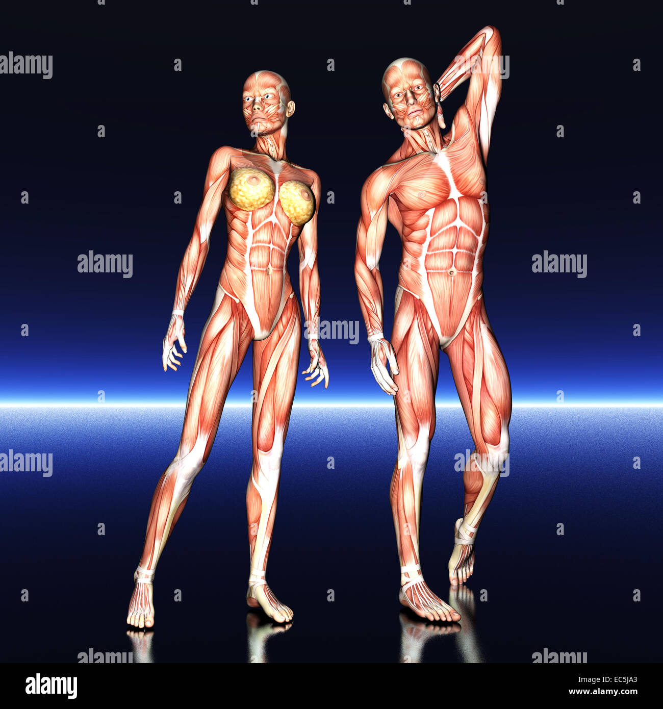 Digital visualization of human anatomy Stock Photo