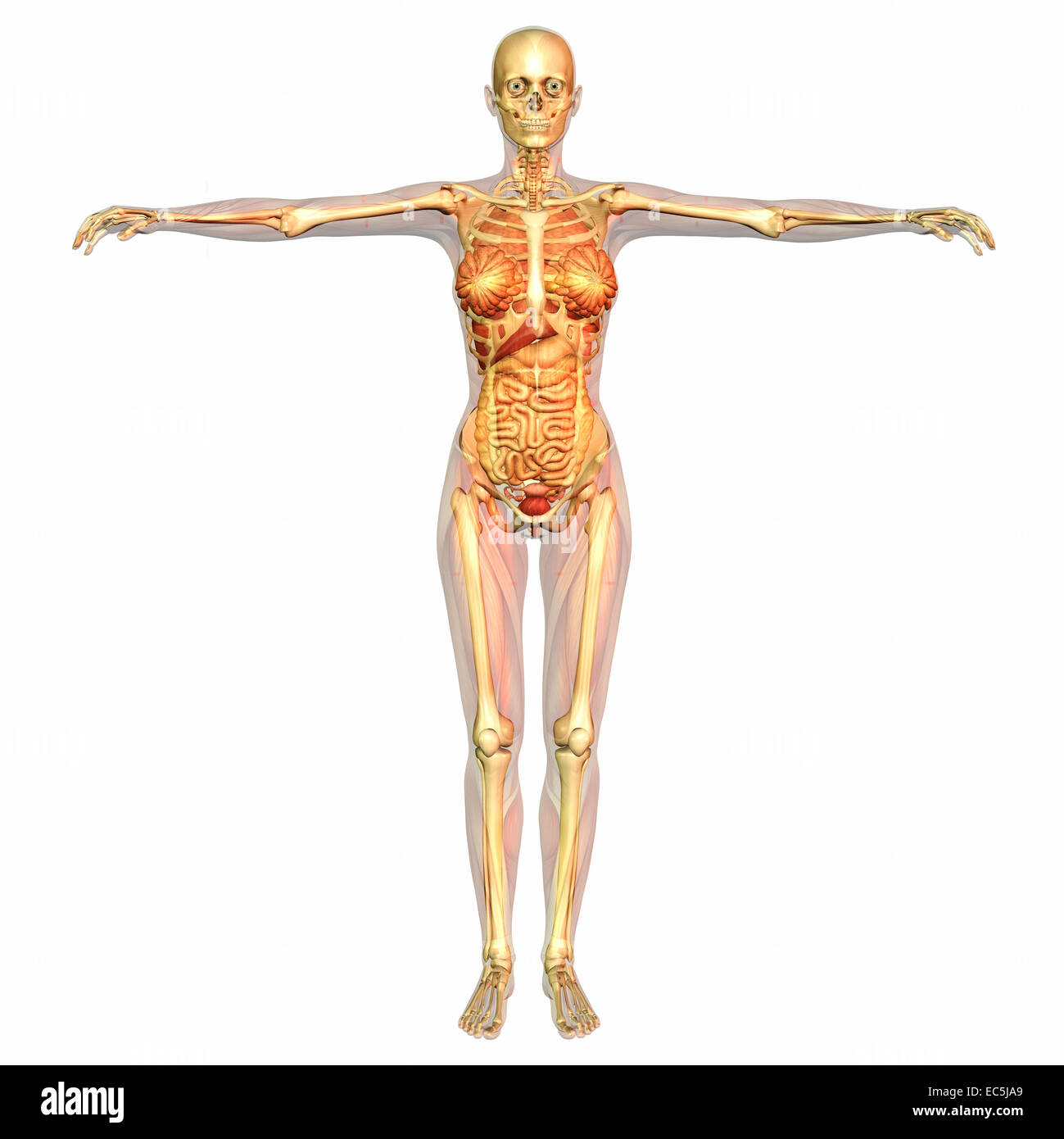 Digital visualization of human anatomy Stock Photo
