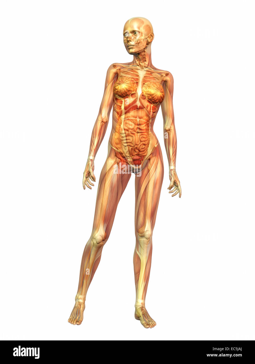 Digital visualization of human anatomy Stock Photo