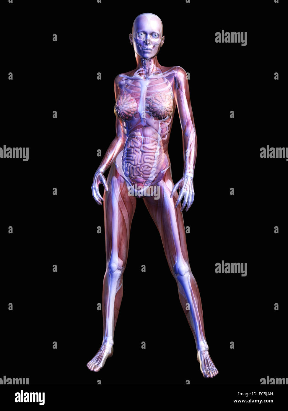Human Anatomy Stock Photo