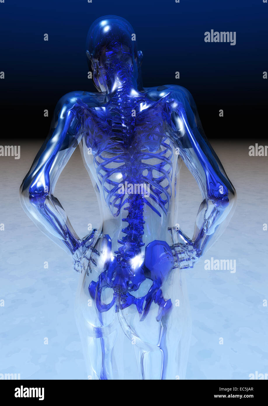 Human Anatomy Stock Photo