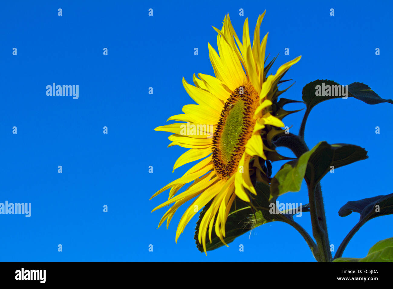 flowering sunflower against a blue sky Stock Photo - Alamy