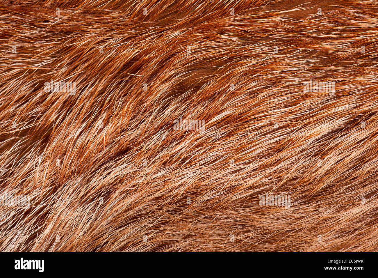 Red fox rough fur texture cloth abstract Stock Photo