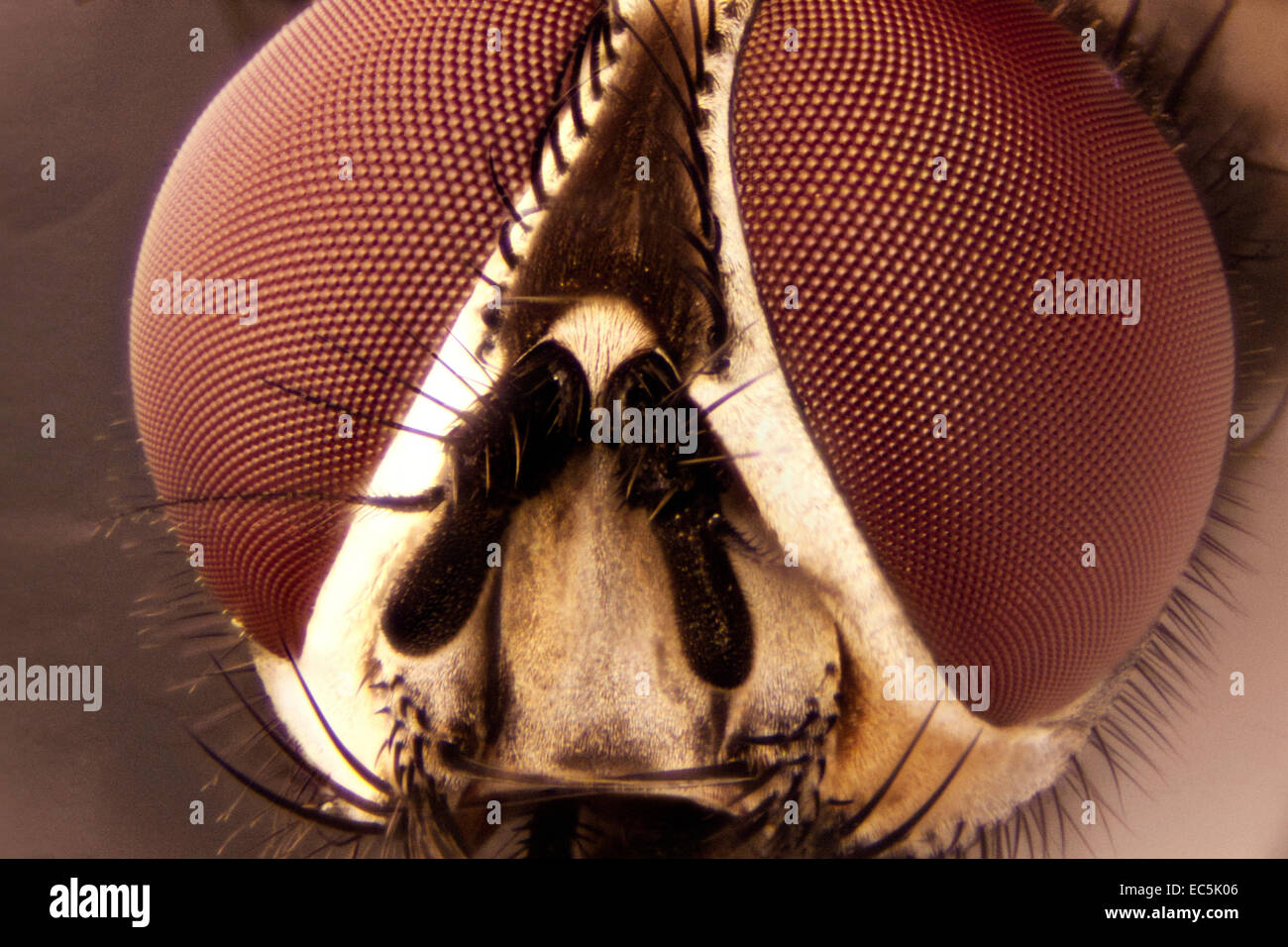 Micro Photo of a Fly Stock Photo