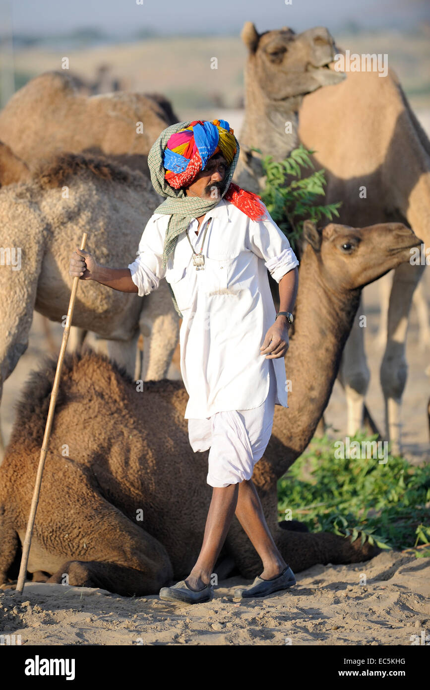 Camel shepherd and his herd Stock Photo - Alamy