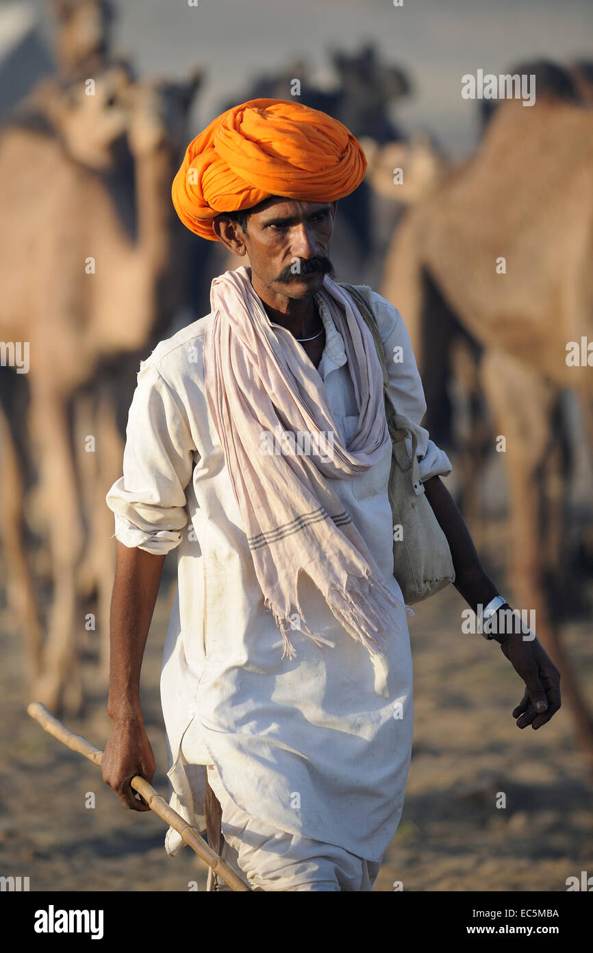 Camel shepherd and his herd in background Stock Photo - Alamy