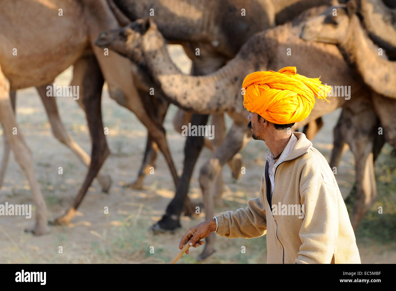 Camel shepherd and his herd Stock Photo - Alamy