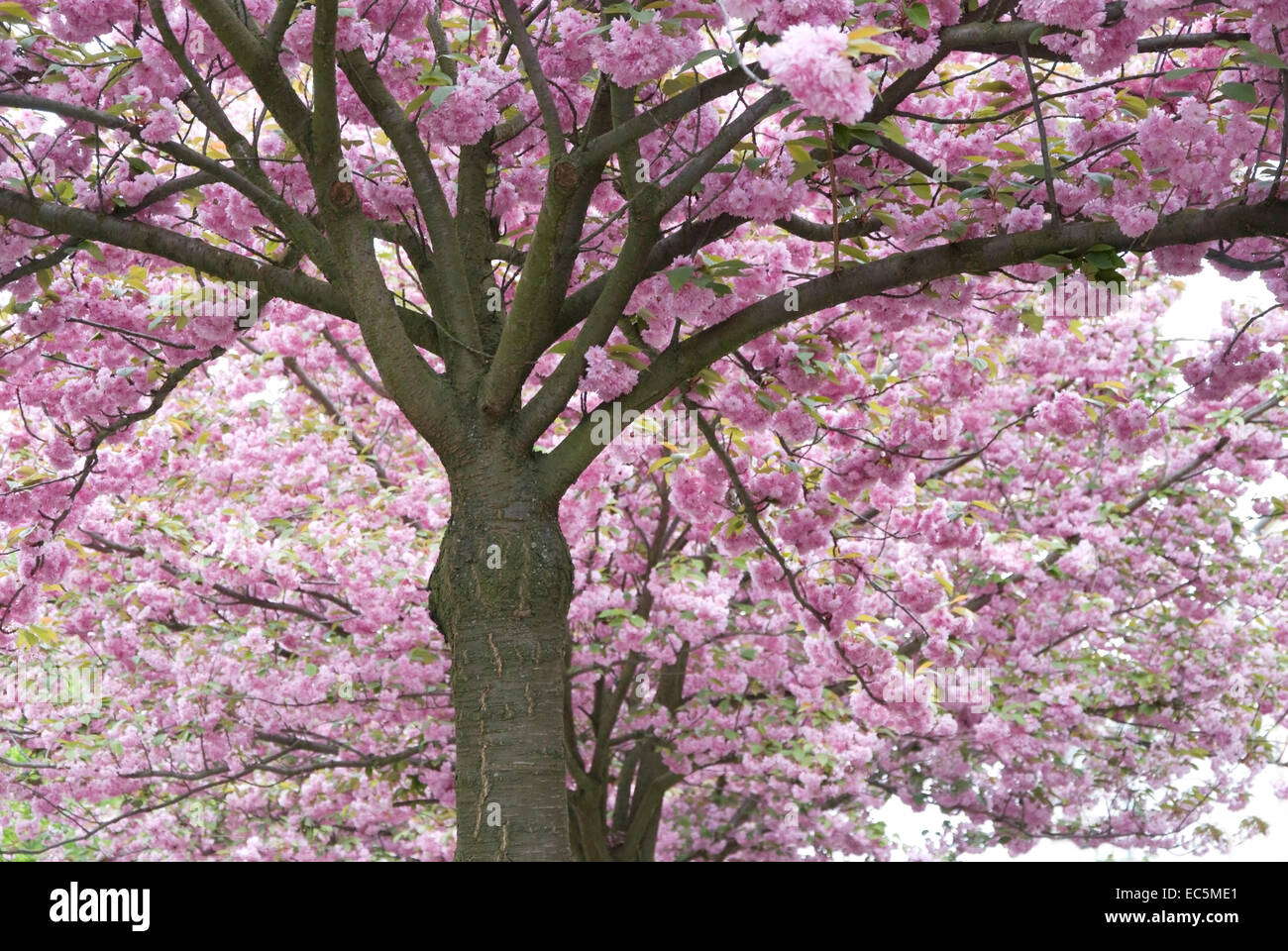 pink cherry blossom on a cherry tree Stock Photo - Alamy