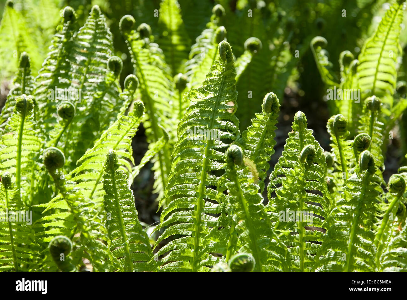 Sun on ferns hi-res stock photography and images - Alamy