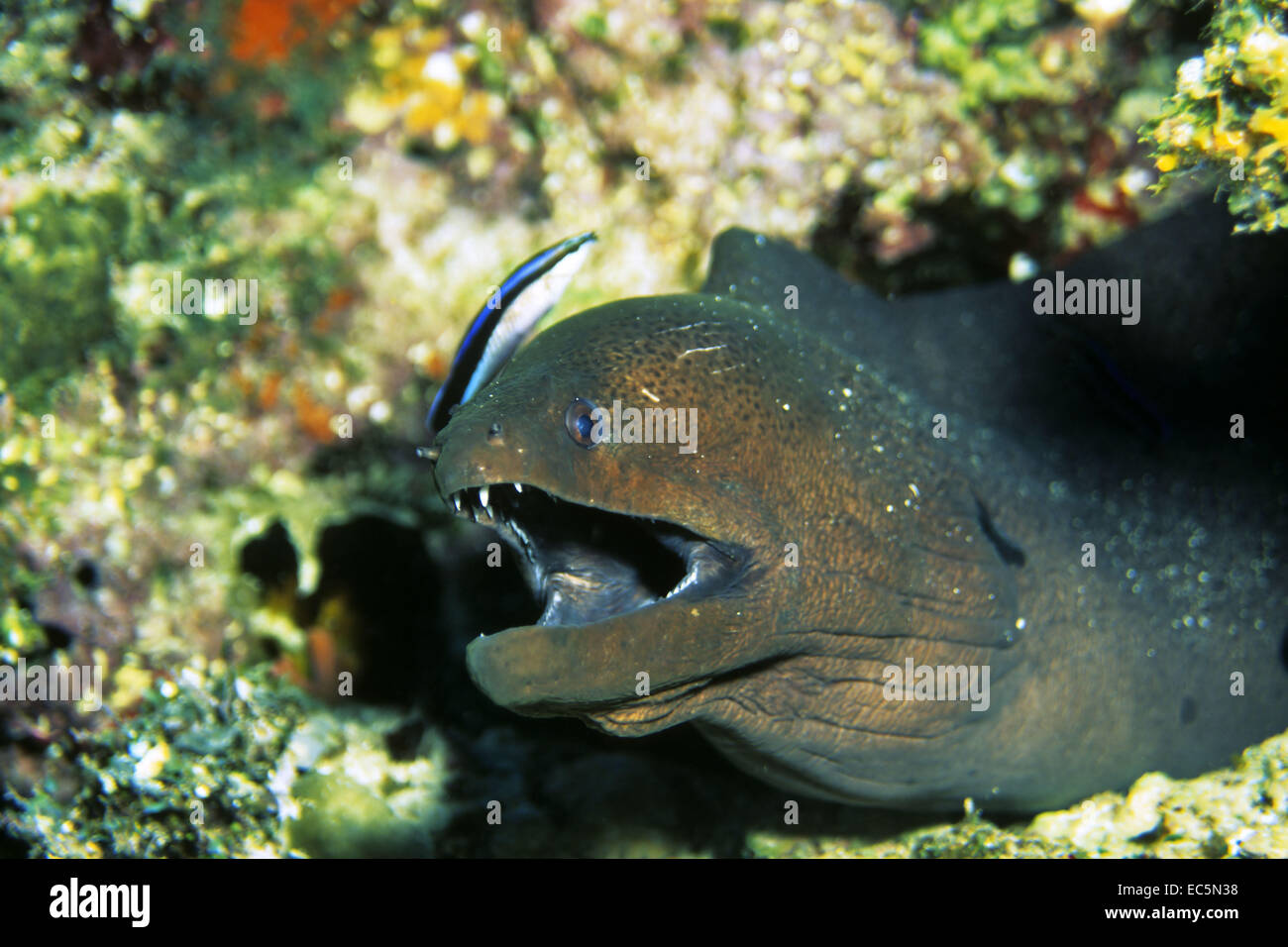 Giant Moray Eel Stock Photo Alamy