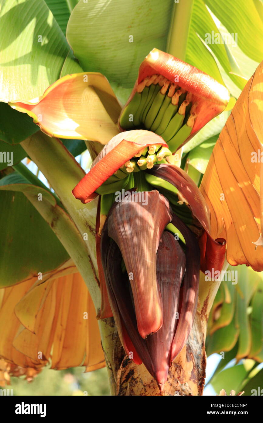 flowering banana plant in Spain Stock Photo Alamy