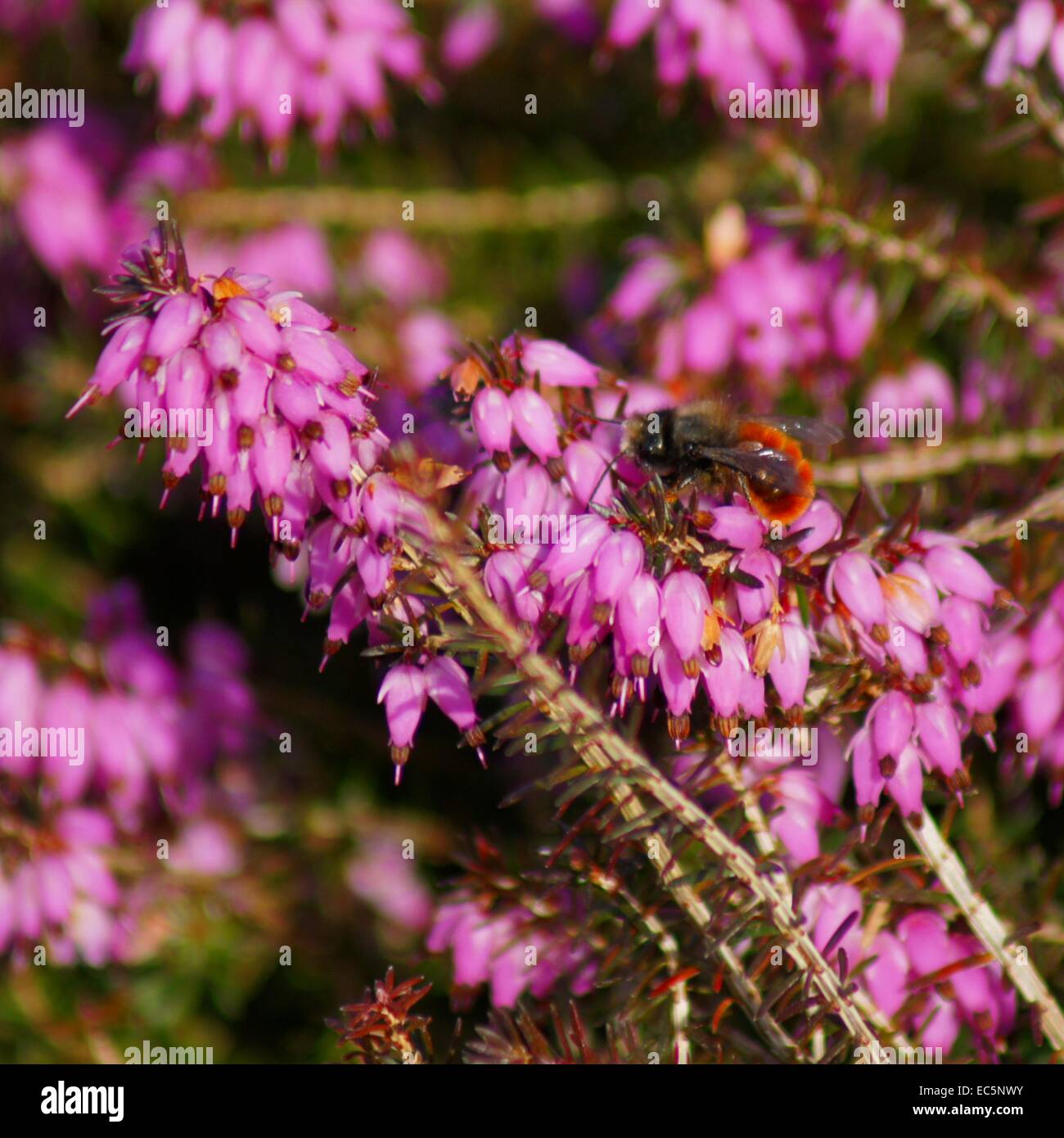 Bee in pink Flower Apiformes Stock Photo - Alamy