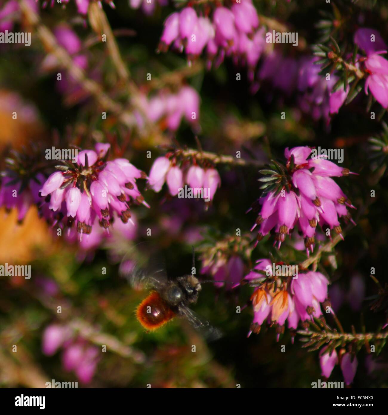Bee in pink Flower Apiformes Stock Photo - Alamy