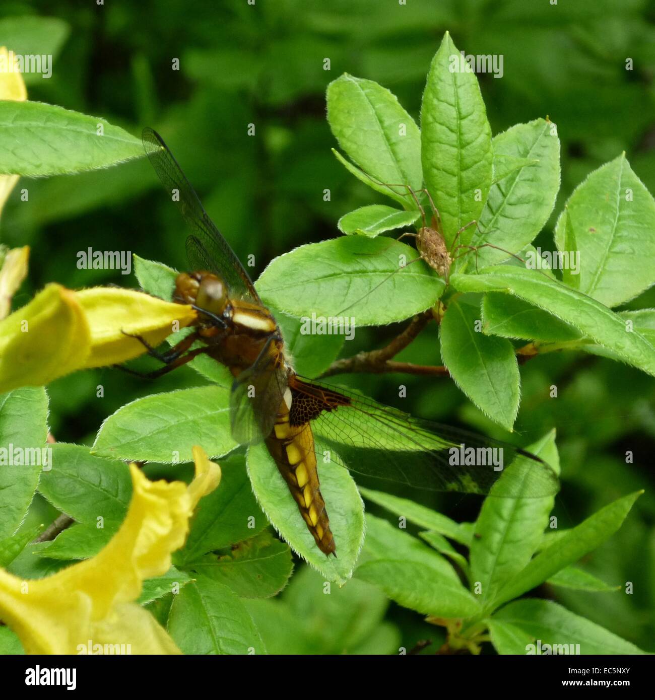 Desparate Neighbour Dragonfly, Spider Odonata Arachnida Stock Photo - Alamy