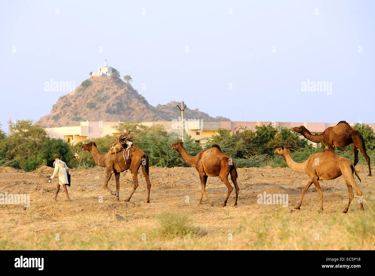 Camel shepherd and his camels Stock Photo - Alamy