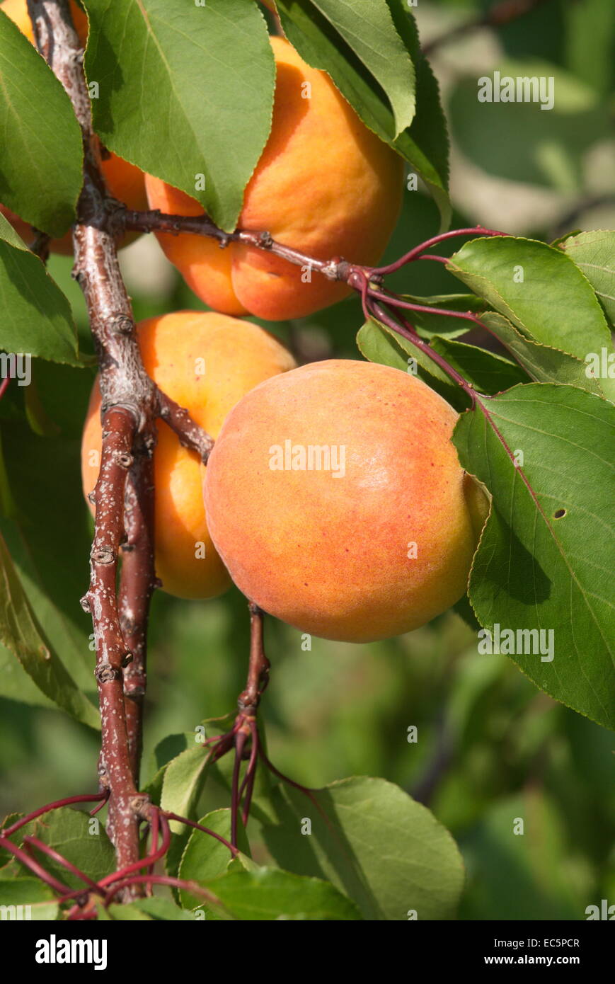 peach Stock Photo