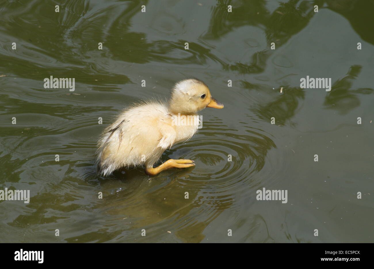 running duck Stock Photo Alamy