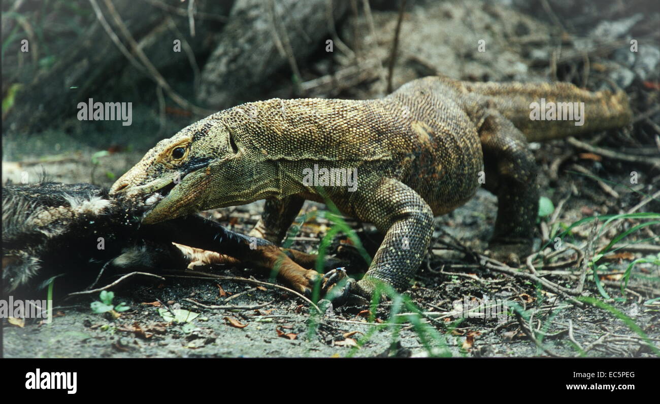 Large Varanus komodoensis at Torong Pandang on Flores, Indonesia