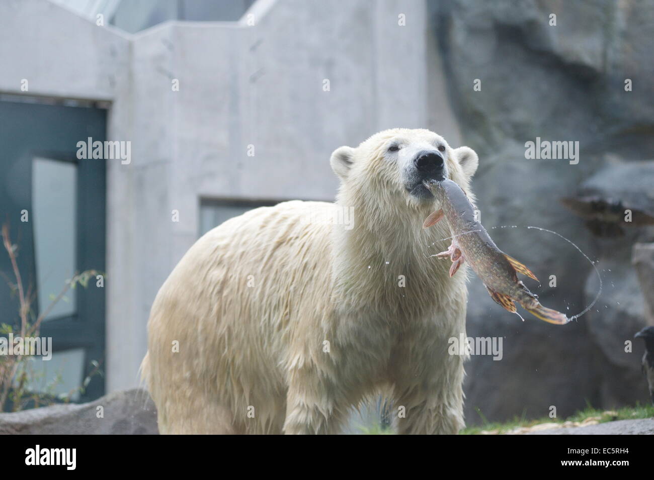 Polar bear eating fish hi-res stock photography and images - Alamy