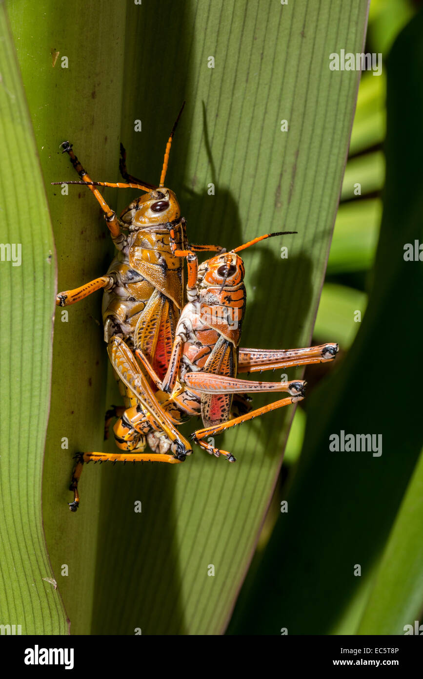 Locusts hires stock photography and images Alamy