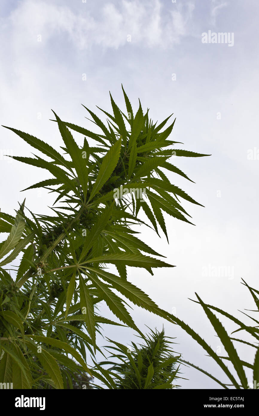 Cannabis sativa - aus der Froschperspektive - Hemp from low angle shot Stock Photo