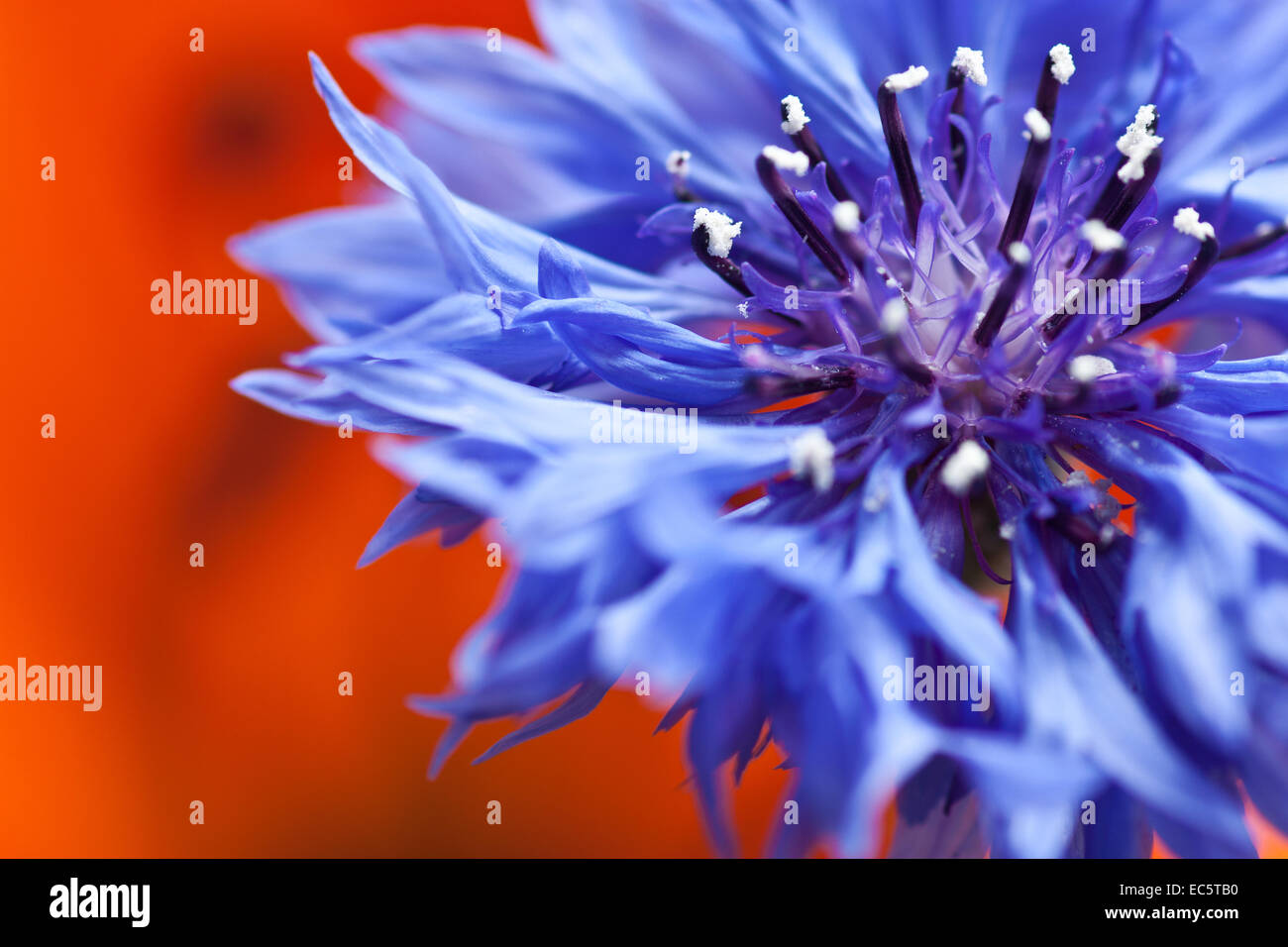 cornflower in front of orange background Stock Photo Alamy