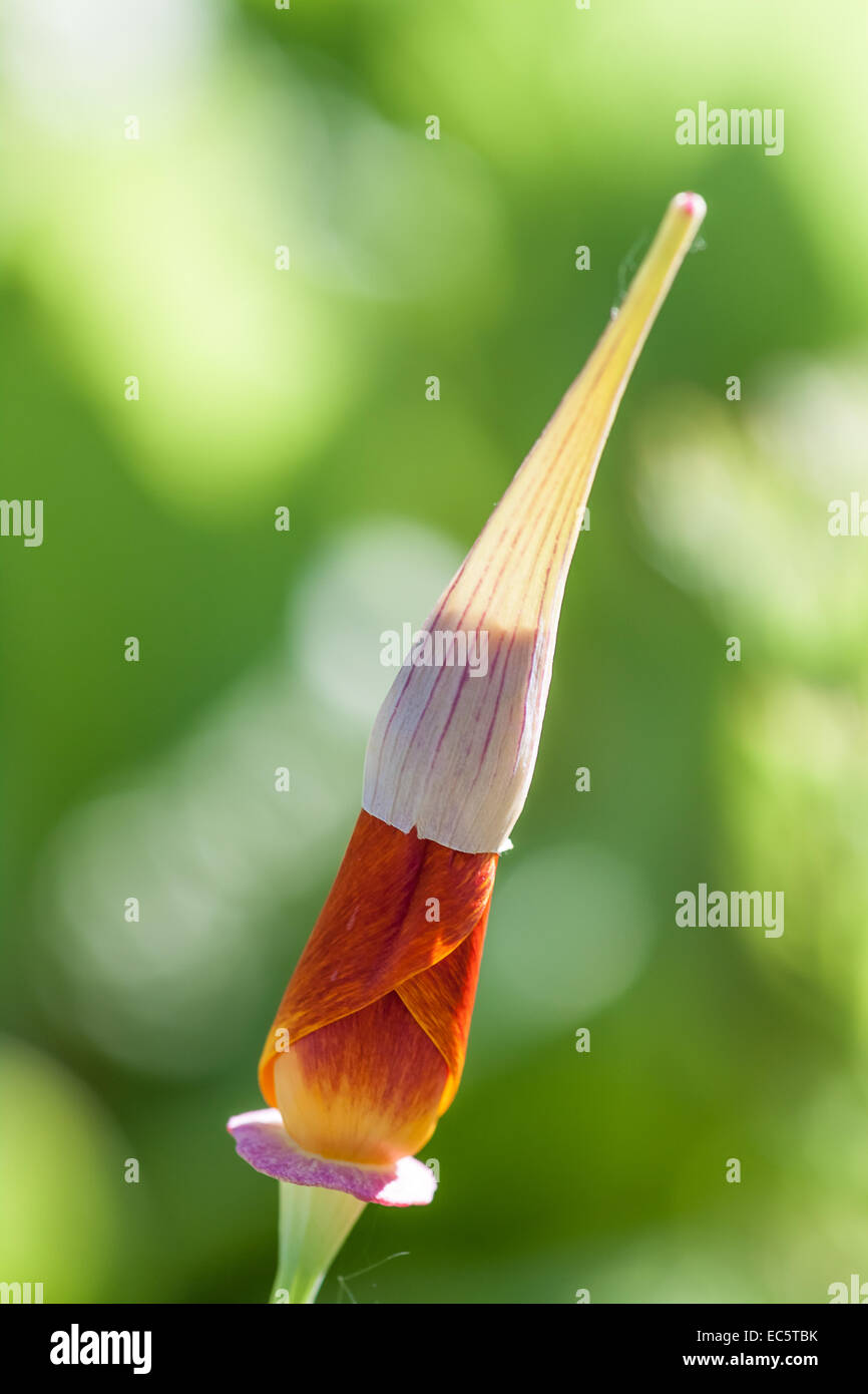 California Poppy before flourishing Stock Photo