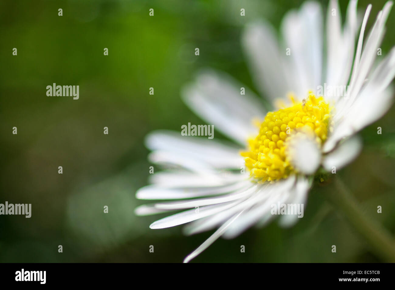 Common diseases hires stock photography and images Alamy