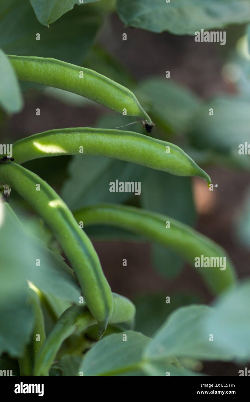 pulses of fava bean Stock Photo