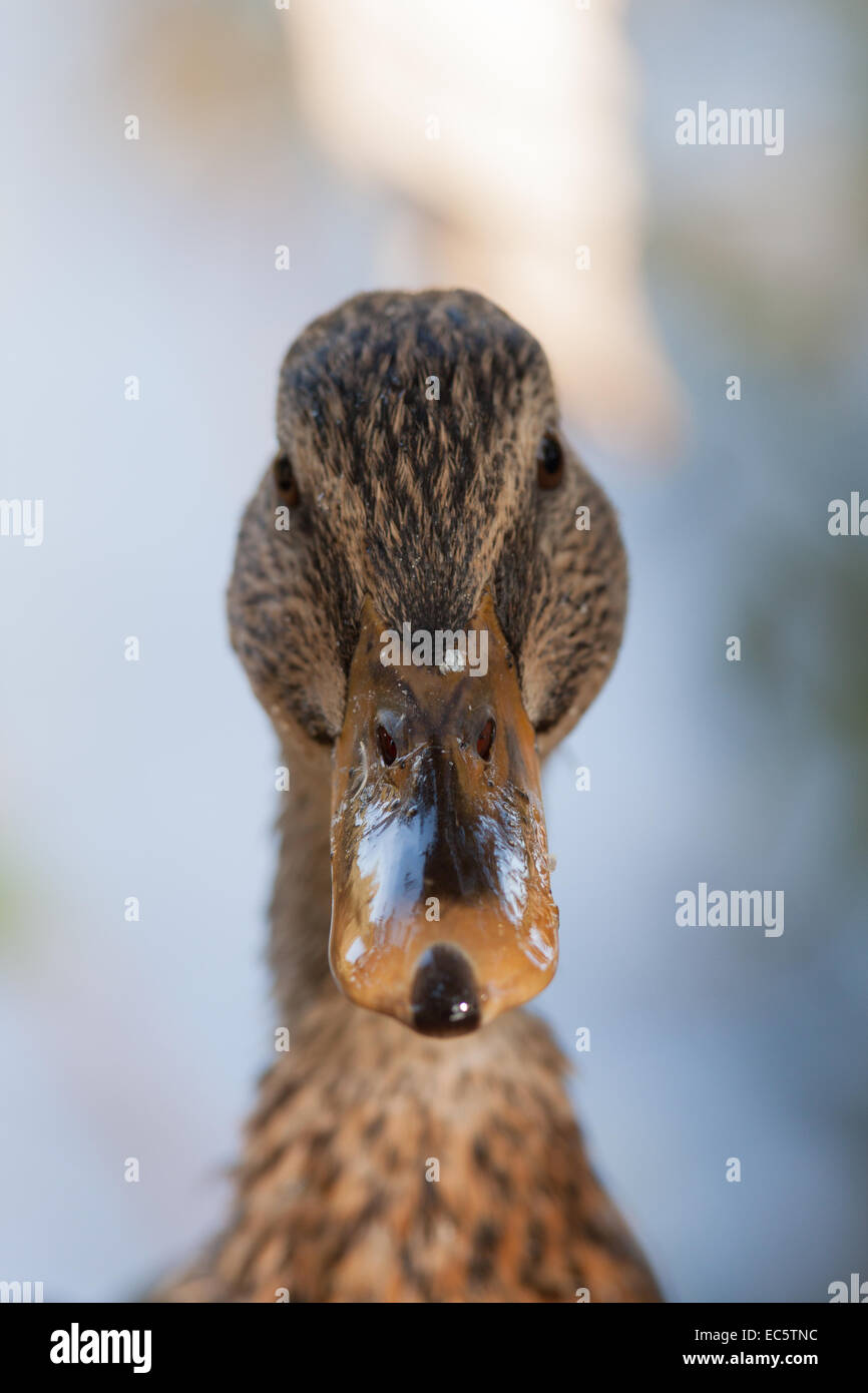 mallard duck portrait Stock Photo - Alamy