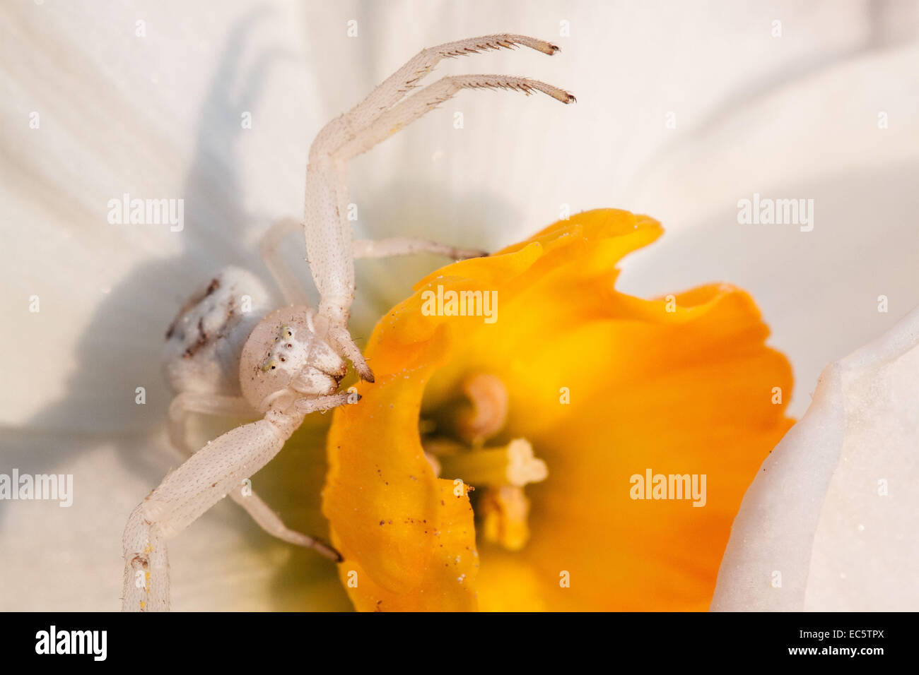 Crab spider lurking for prey Stock Photo Alamy