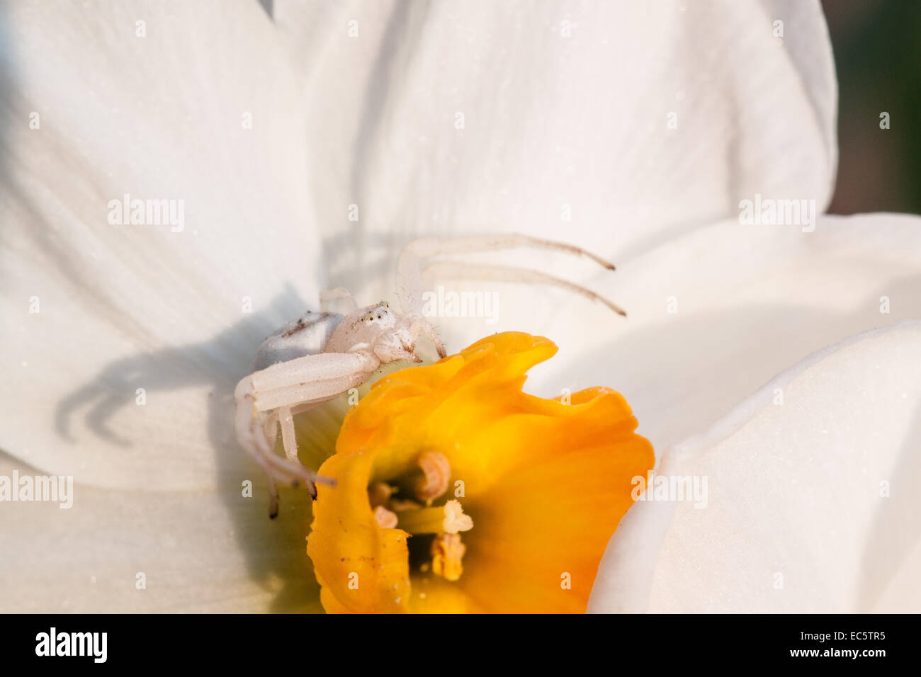 Crab spider lurking for prey Stock Photo