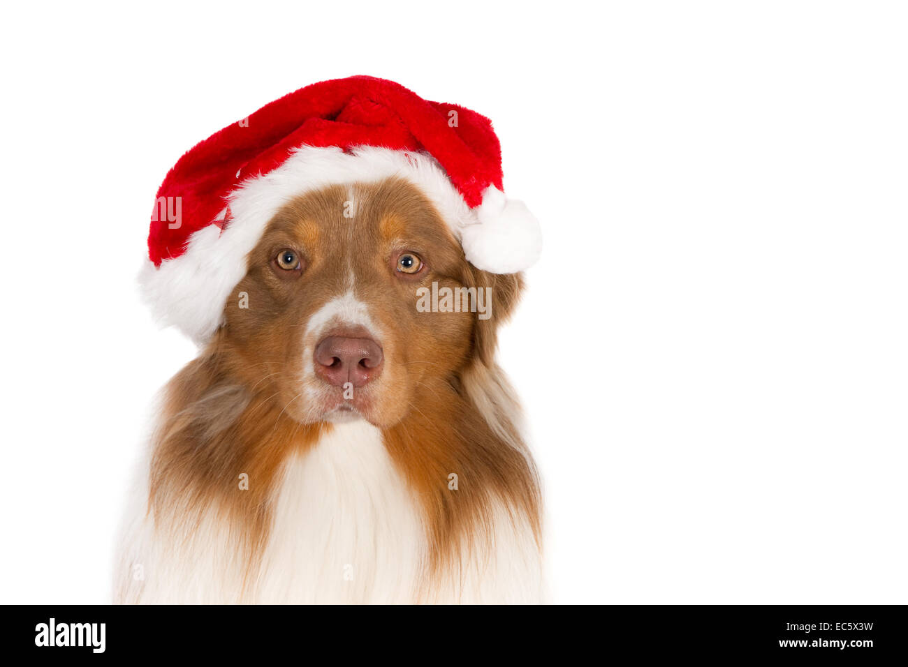 australian shepherd hat