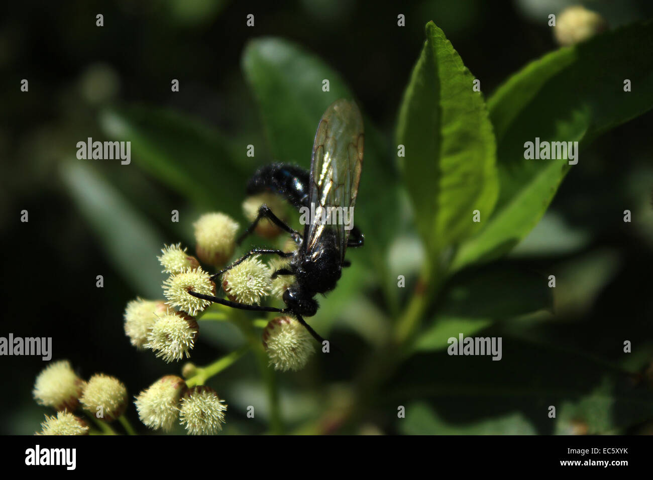 A black bee pollinating a small white flower on a bush in Cotacachi ...