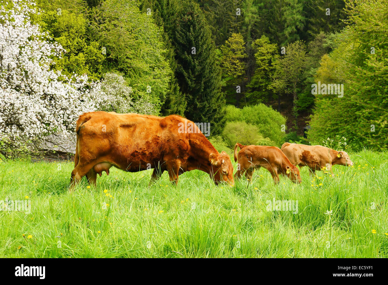 brown cows on pasture Stock Photo - Alamy