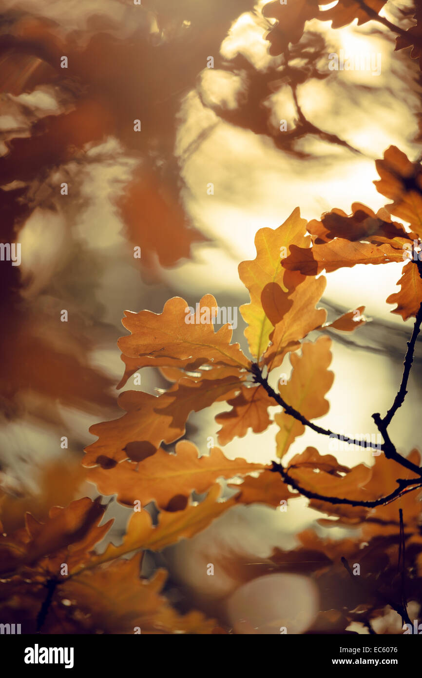 Colorful autumn leaves Stock Photo Alamy