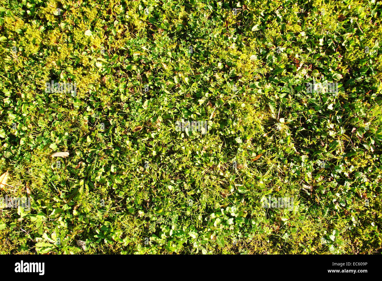 Clover, moss and grass freshly mowed Stock Photo Alamy