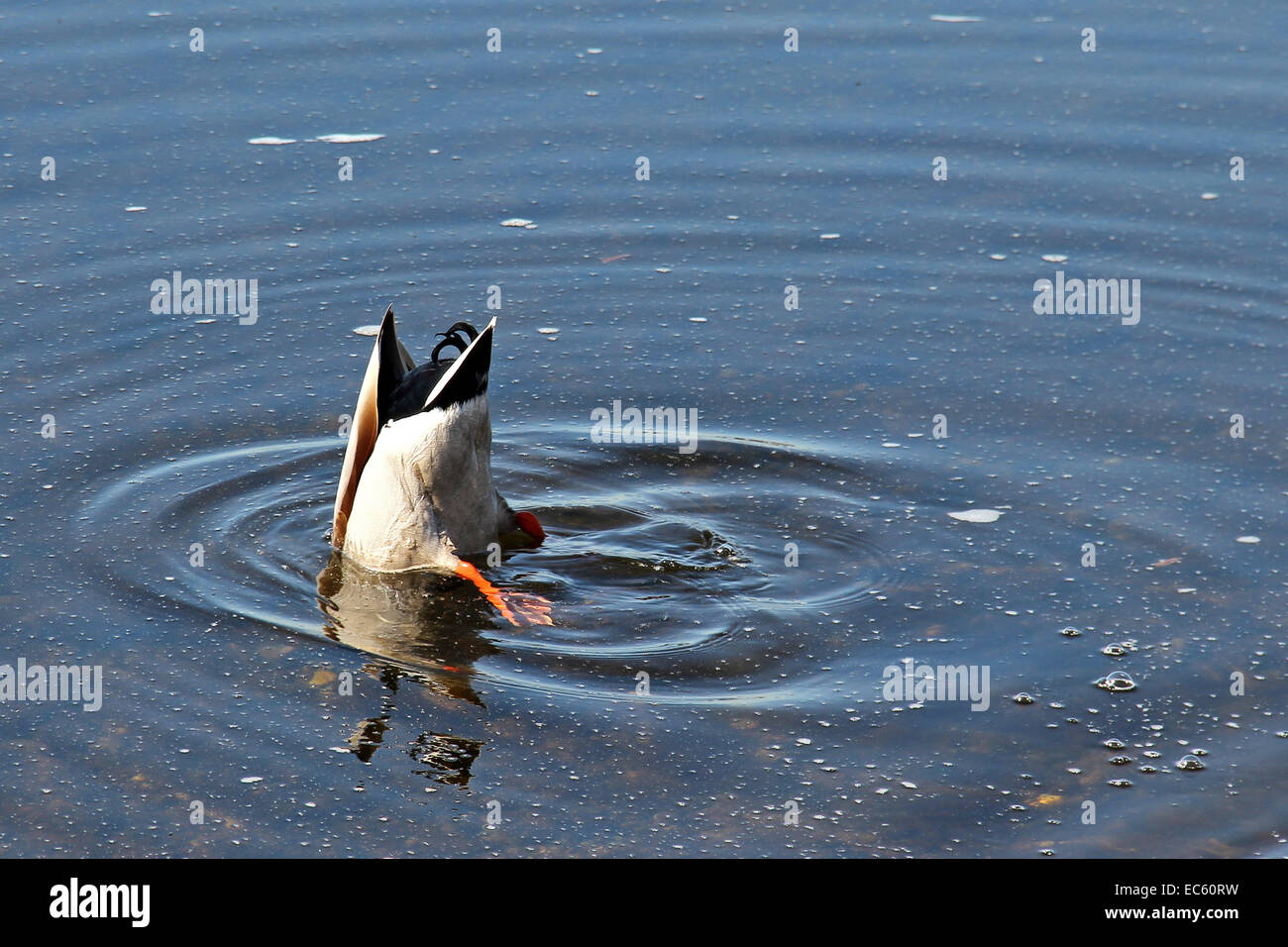 Head under water Duck Stock Photo Alamy