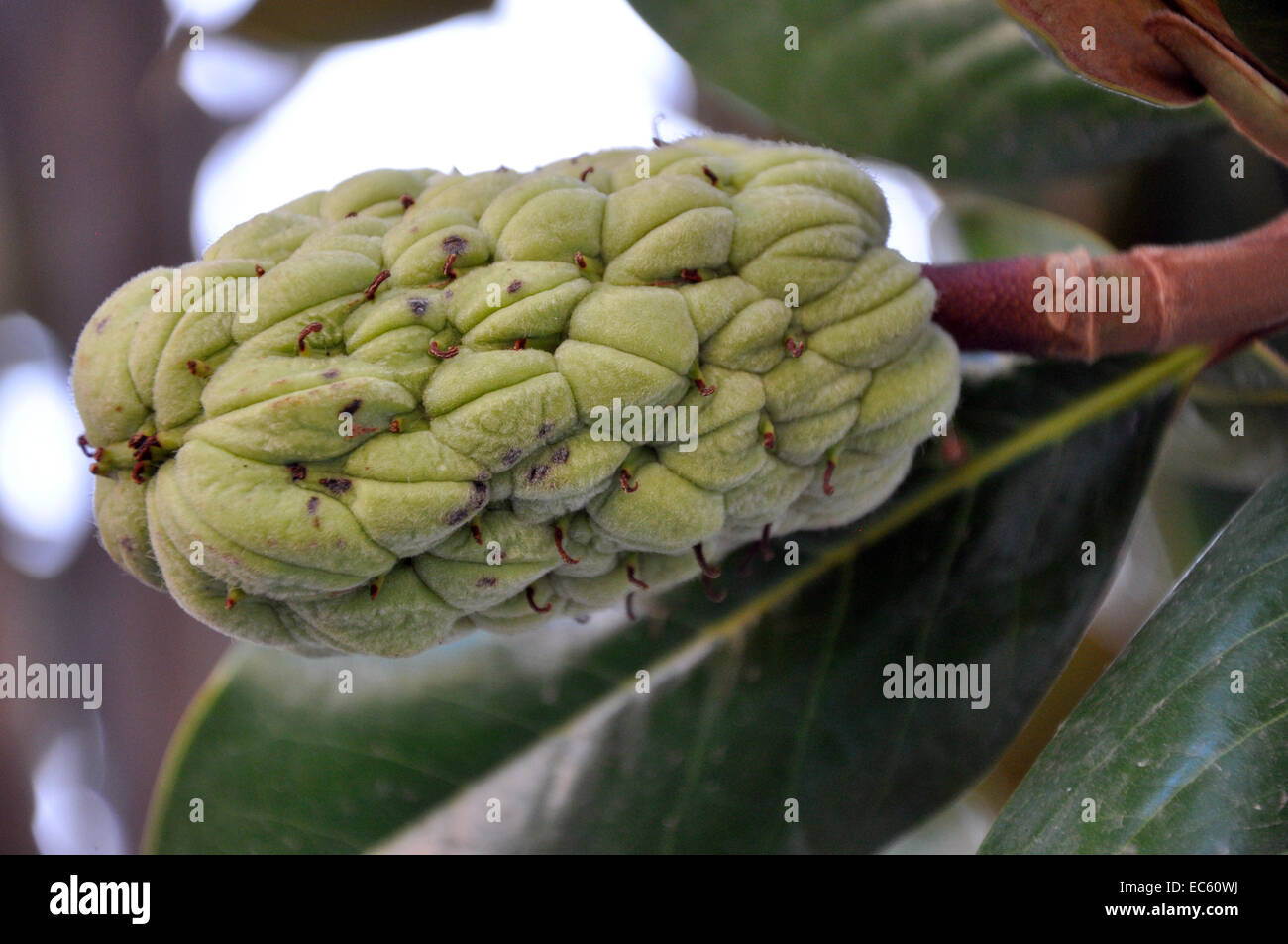 Tropical fruit trees hi-res stock photography and images - Alamy