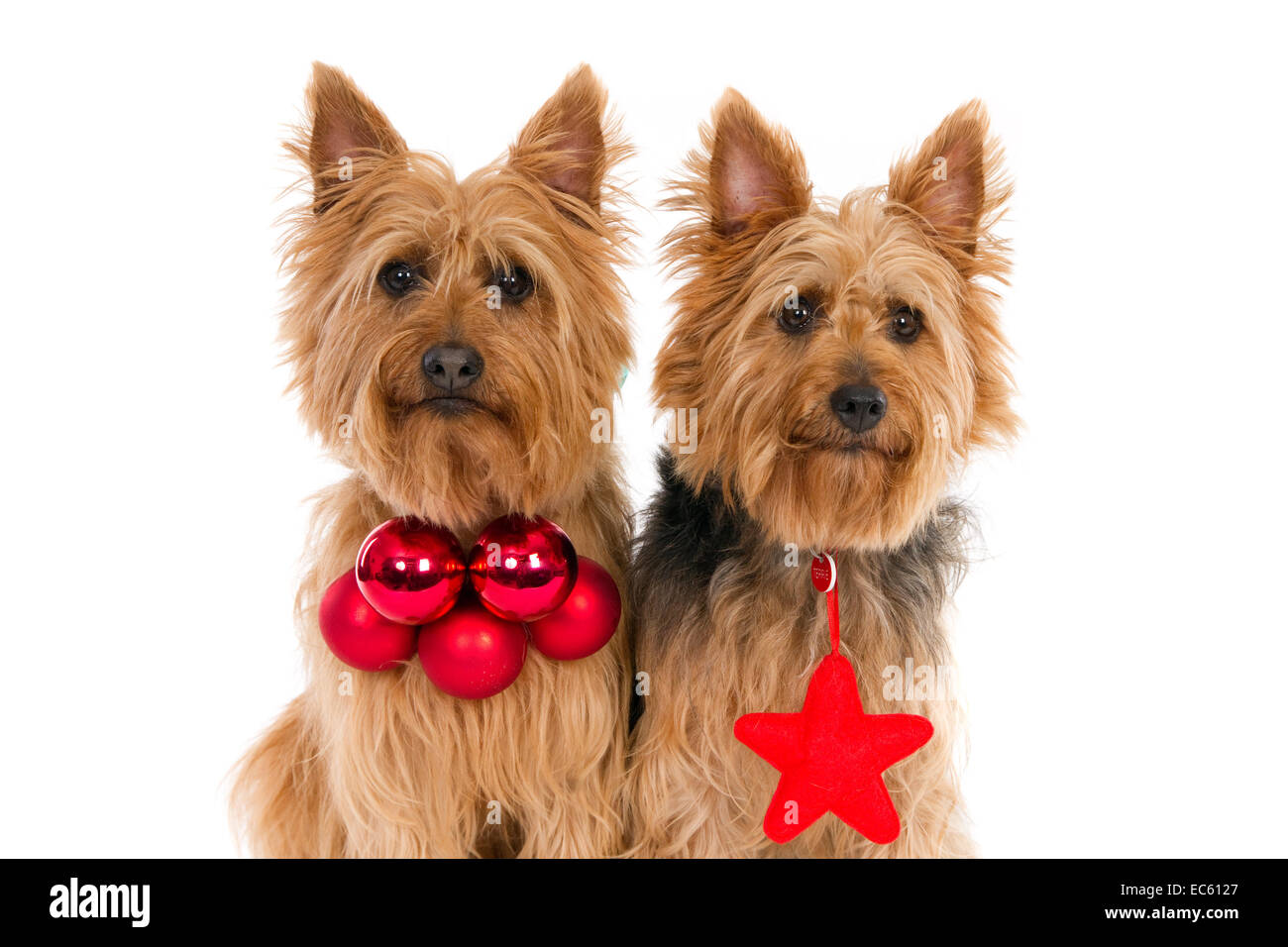 Two Australian Terriers with Christmas decorations Stock Photo