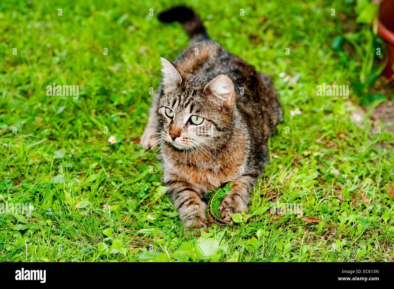hoase cat on a meadow Stock Photo
