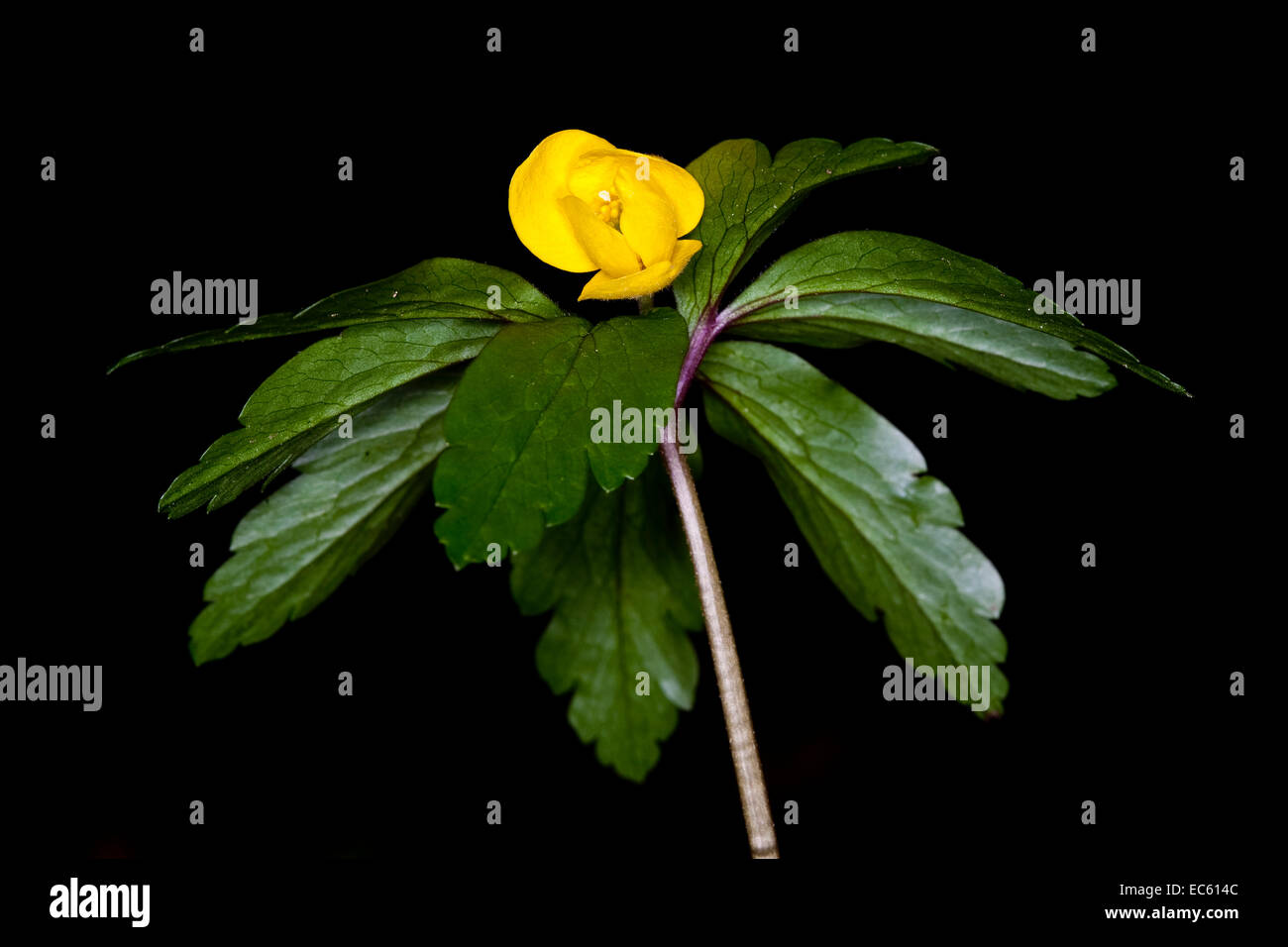 yellow wood anemone Anemone ranunculoides Stock Photo - Alamy