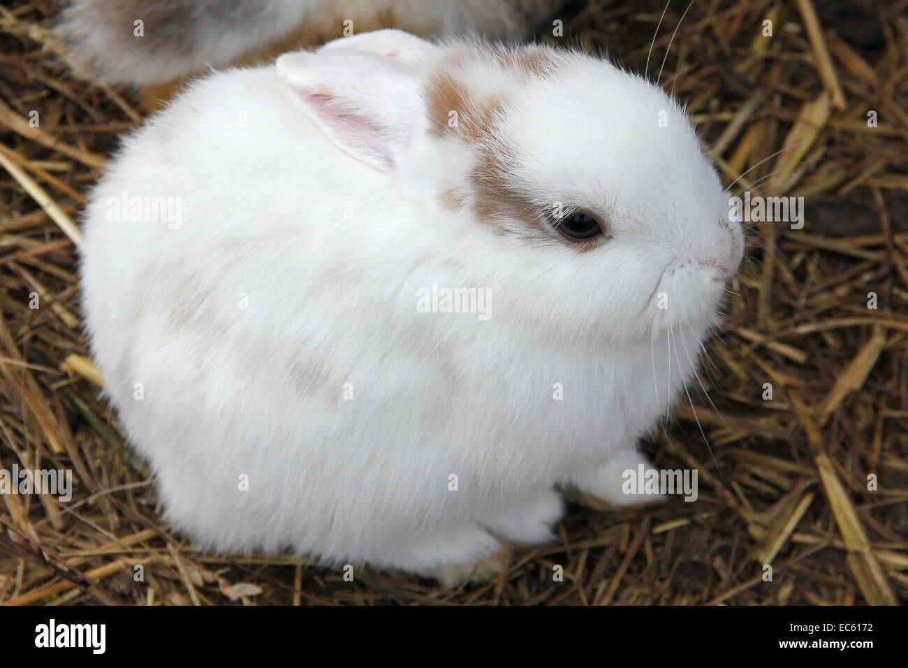 Domesticated rabbits hi-res stock photography and images - Alamy