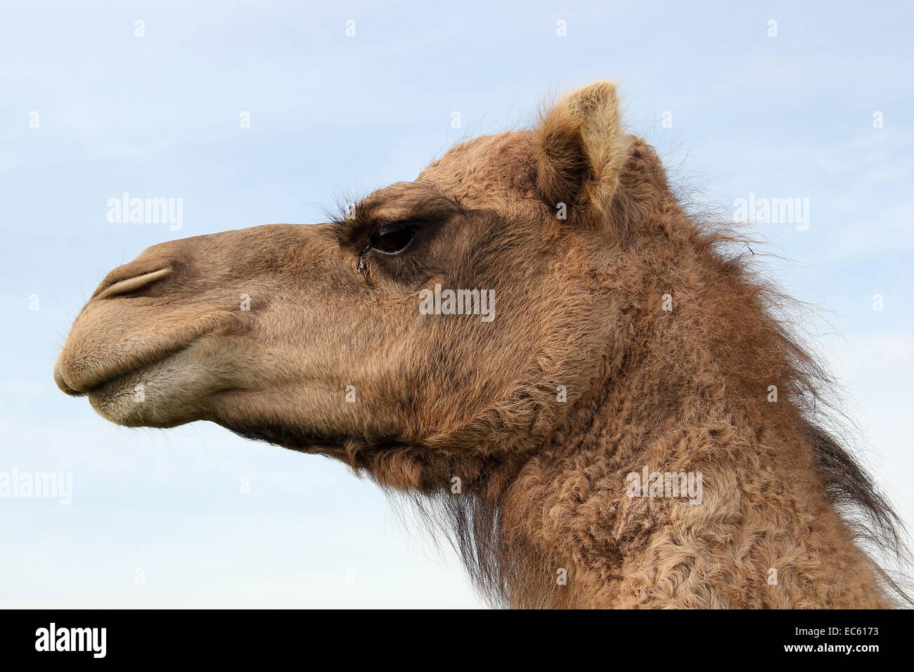 camel Stock Photo