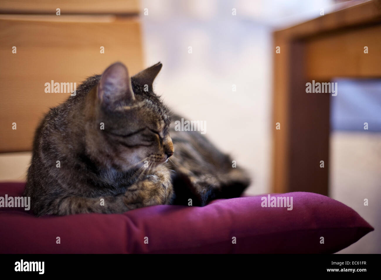 house cat sitting on a chair Stock Photo Alamy