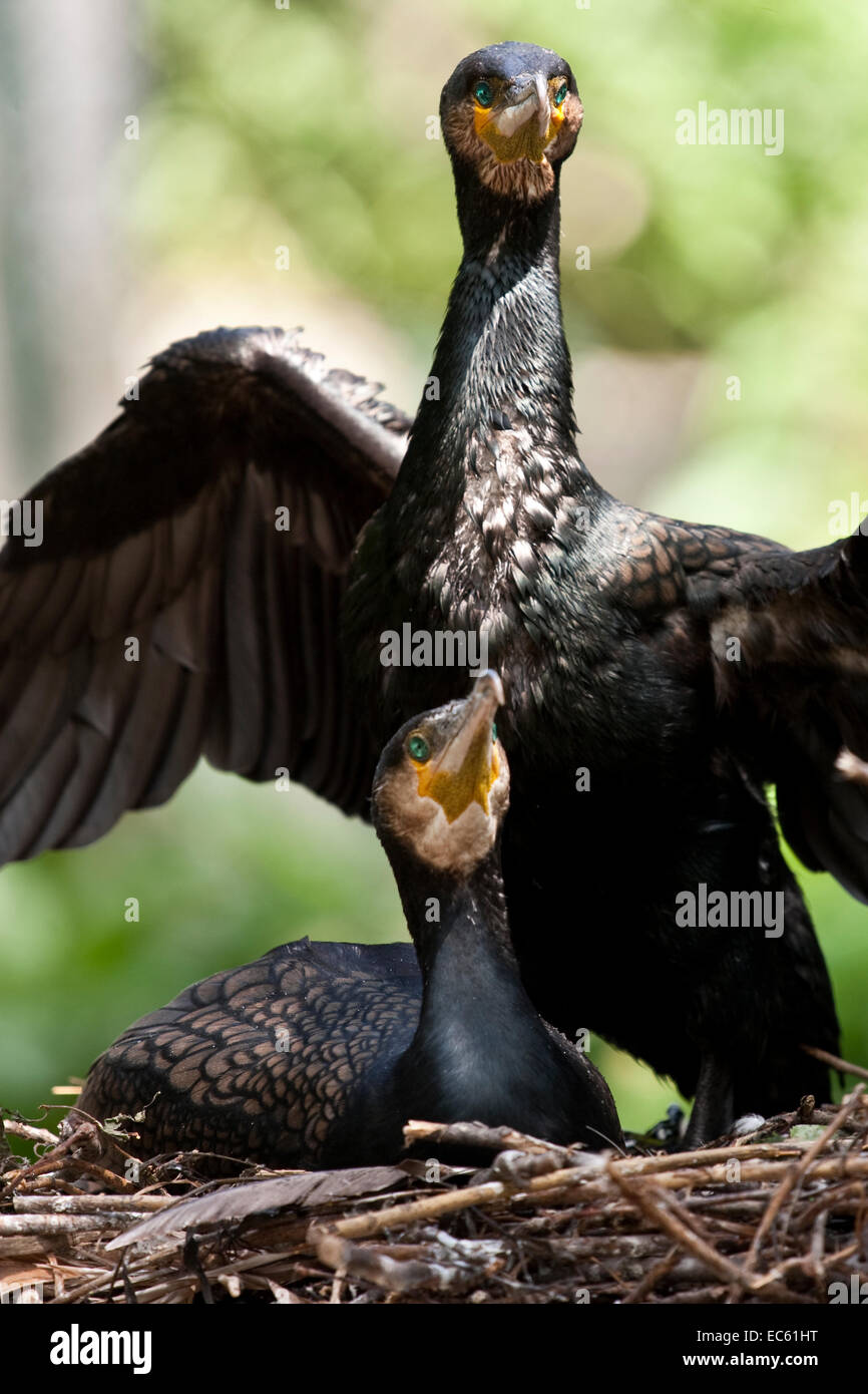 cormorant in the bird-nest Stock Photo