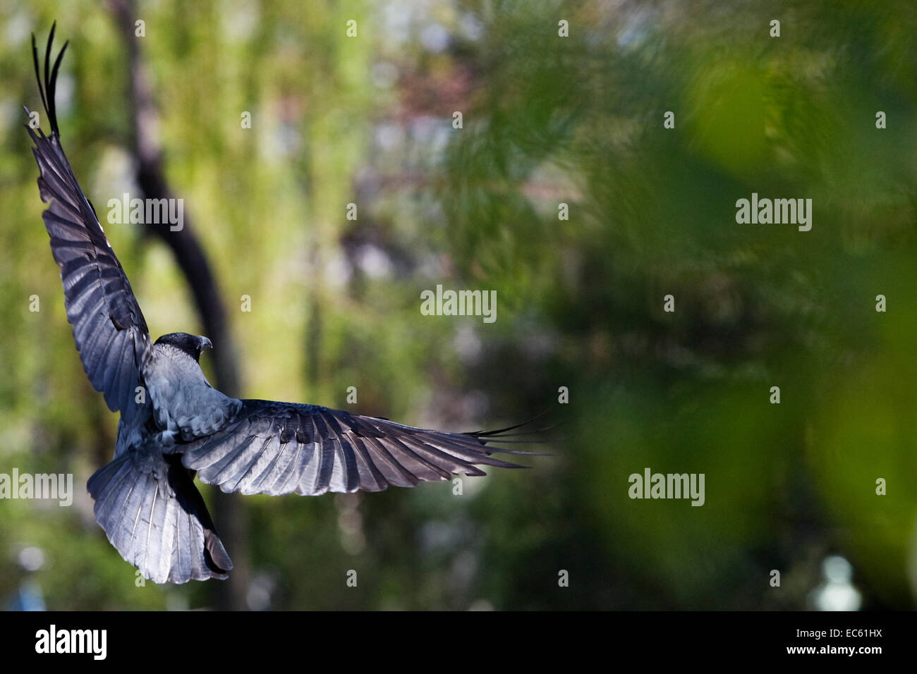 Corvus corone cornix Stock Photo - Alamy