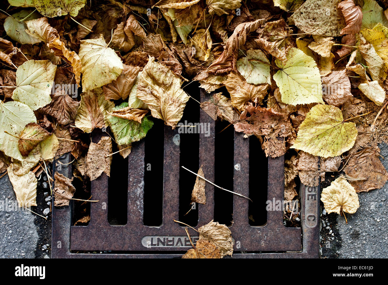 autumn foliage on a manhole cover Stock Photo
