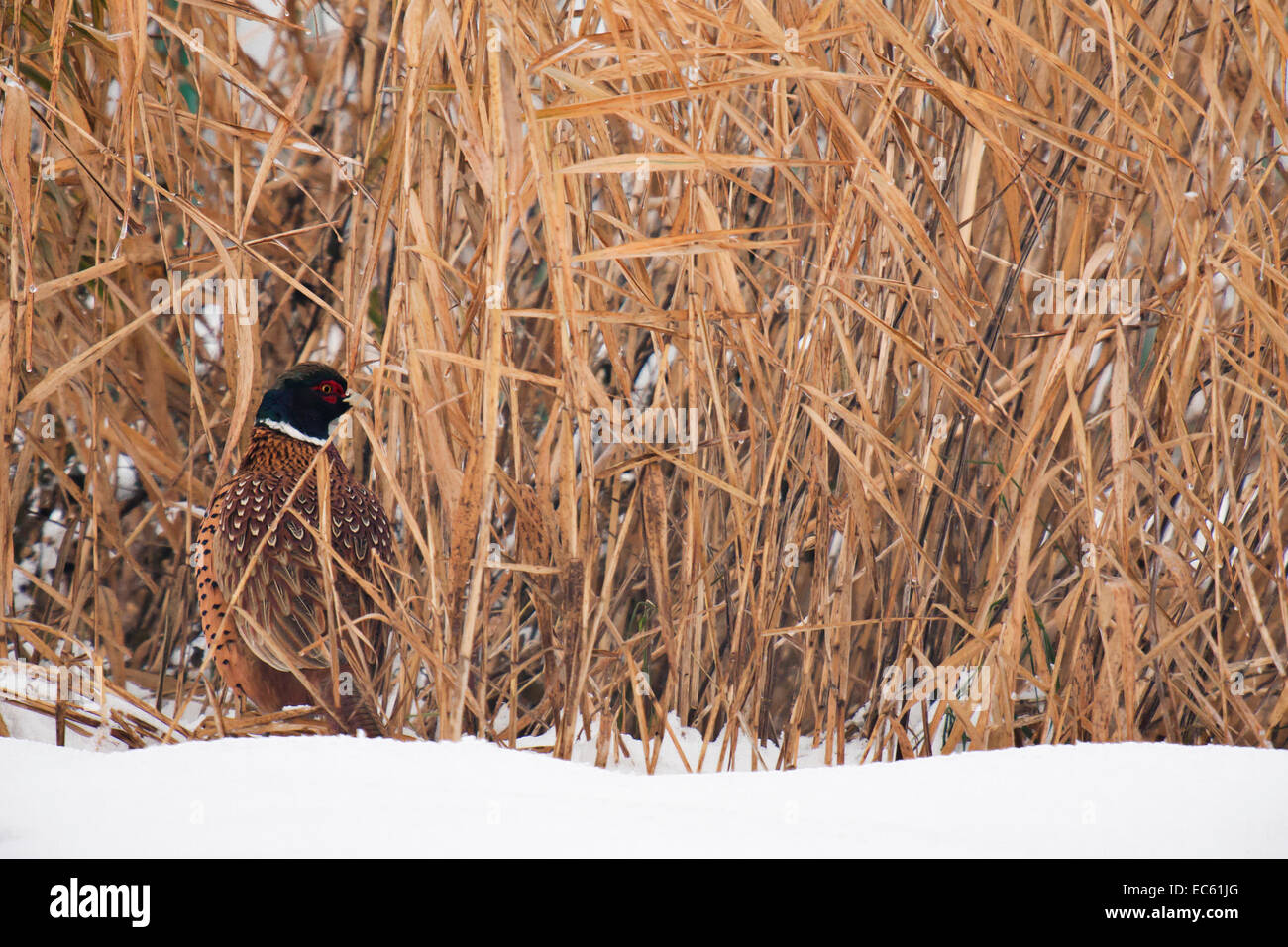 pheasant Phasianus colchicus Stock Photo